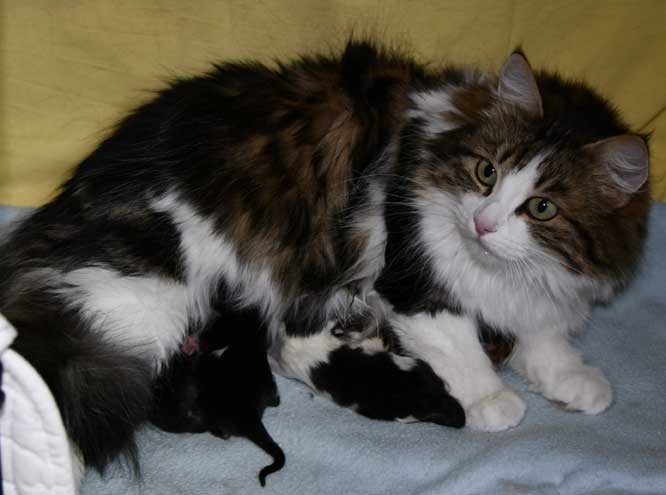 Sibirisk kattungar L3-kull