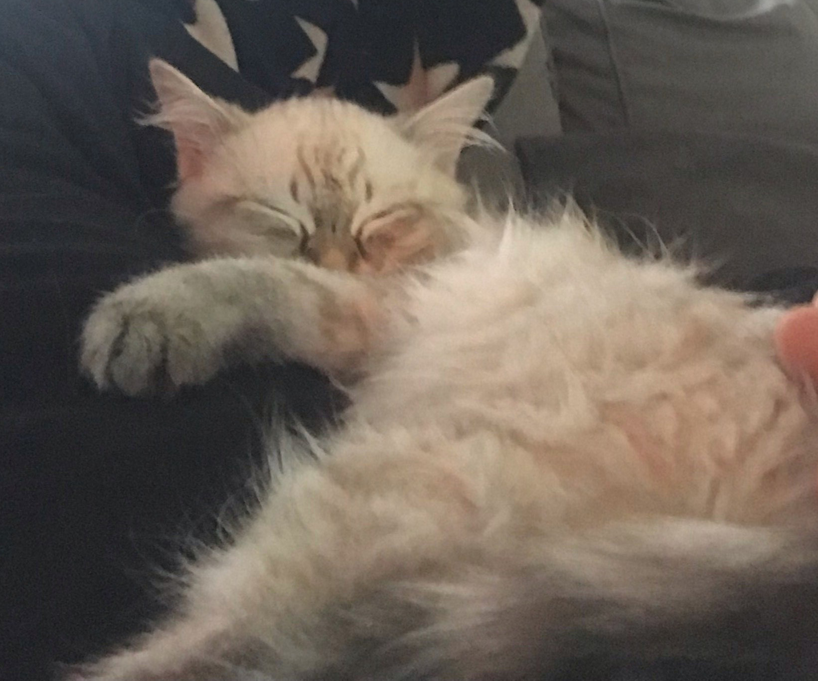 Neva Masquerade katt Kaus