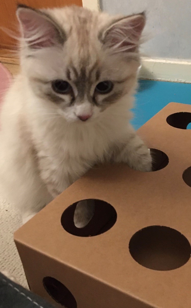 Neva Masquerade katt Kallisto