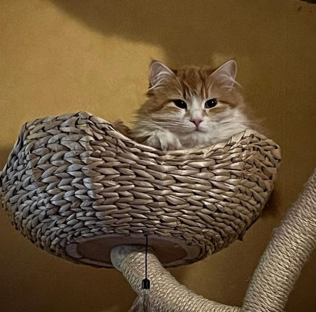 Sibirisk katt Flynn