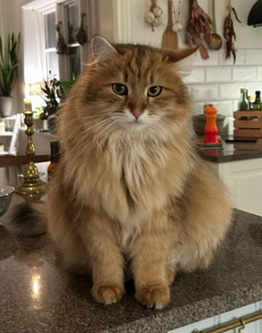 Sibirisk katt Betelgeuse