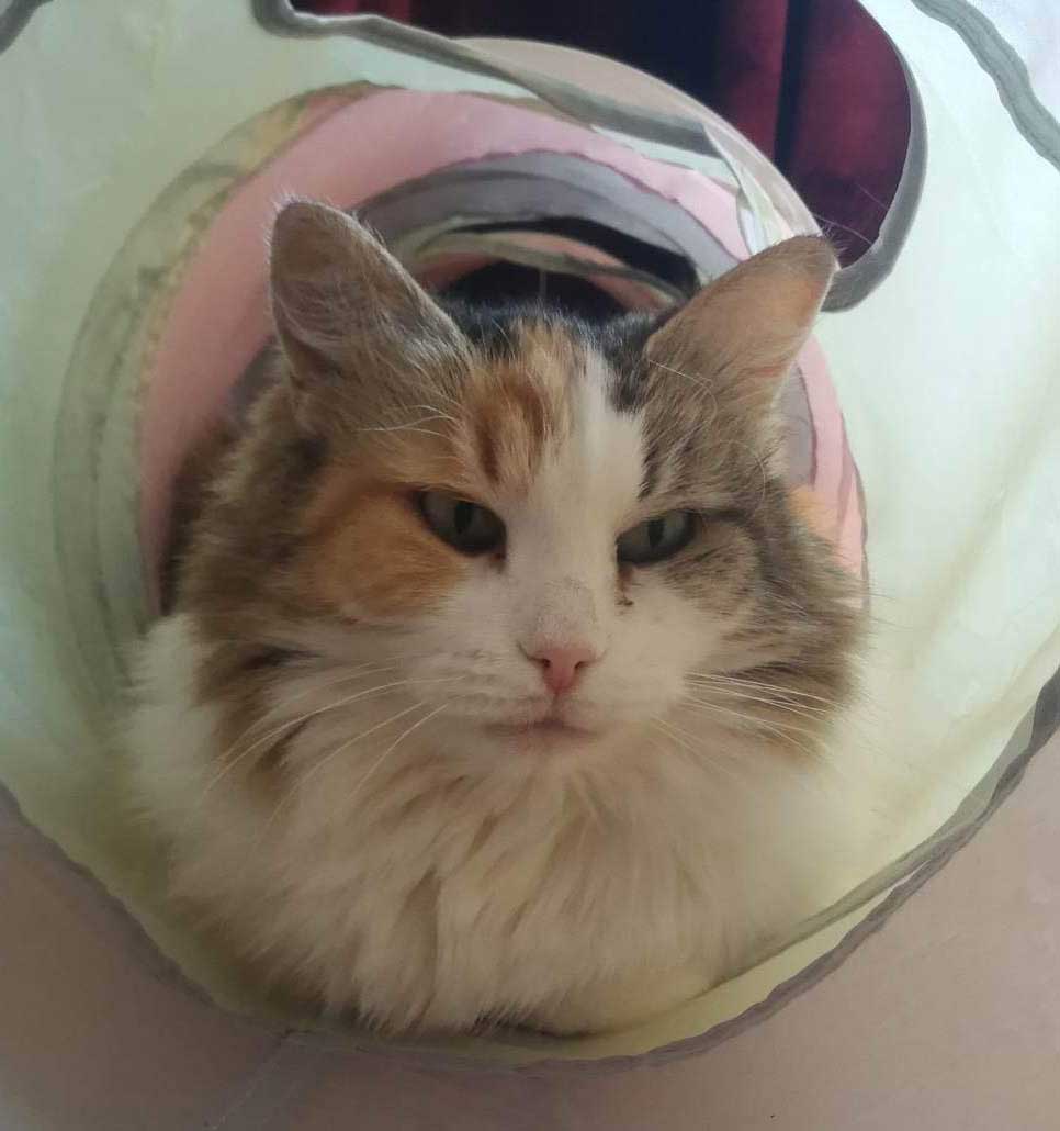 Sibirisk katt Colbie
