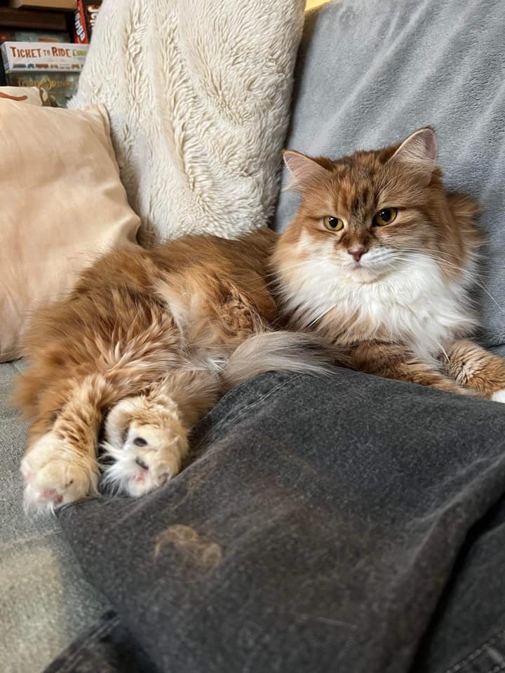 Sibirisk katt Bella