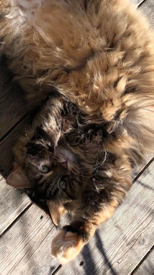 Sibirisk katt Galaxy