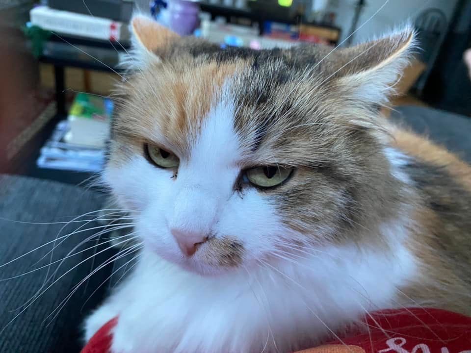 Sibirisk katt Gaia