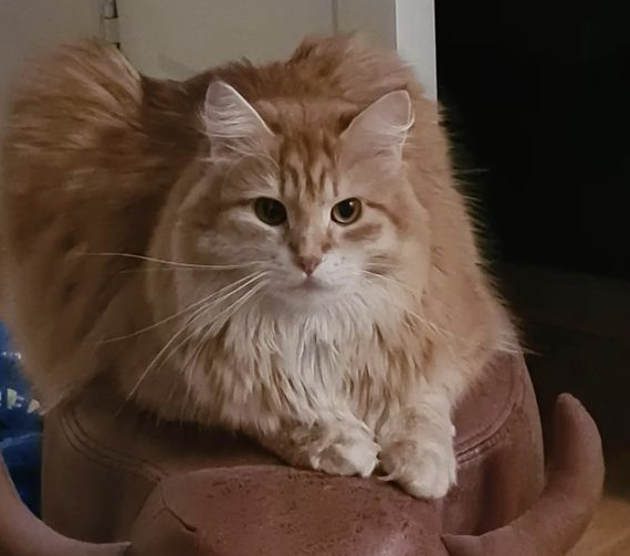 Sibirisk katt Ferrari