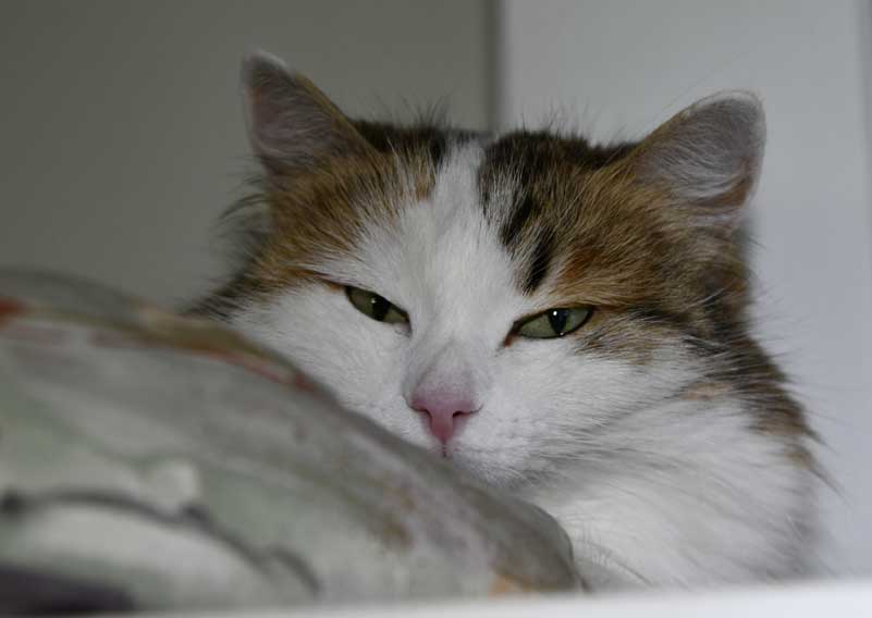 Sibirisk katt Tracie