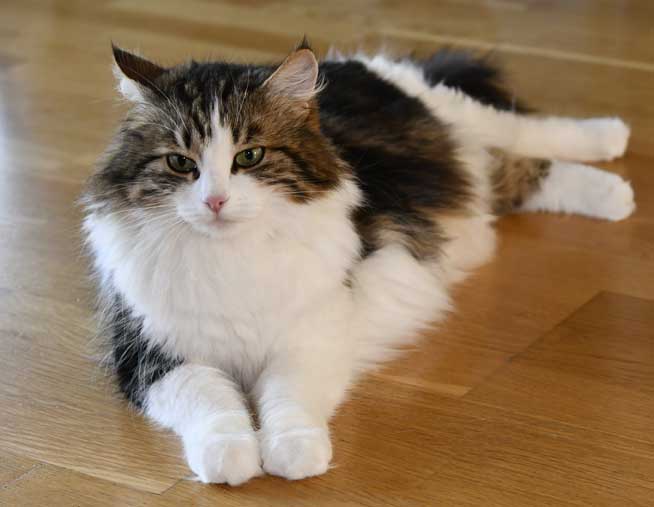 Sibirisk katt Vickie