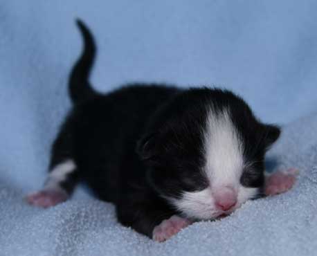Sibirisk kattunge Lewis