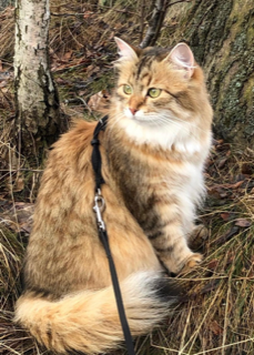 Sibirisk katt Fujita