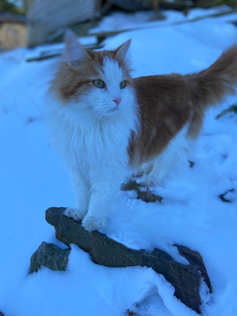 Sibirisk katt X