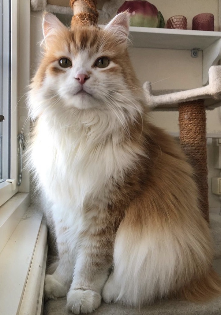 Sibirisk katt Ivan