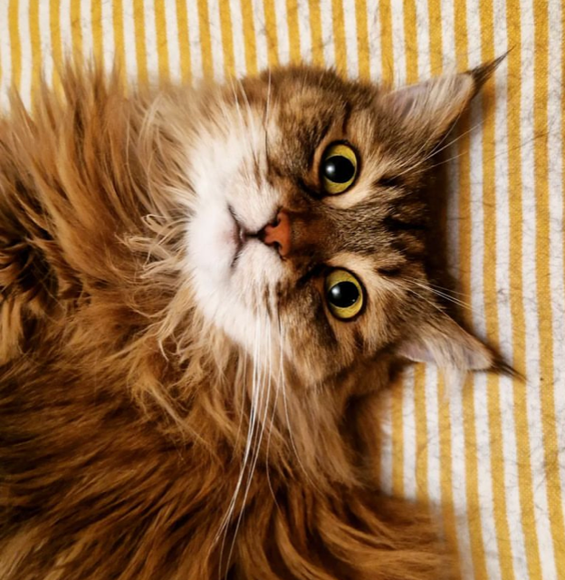 Sibirisk katt Orinda