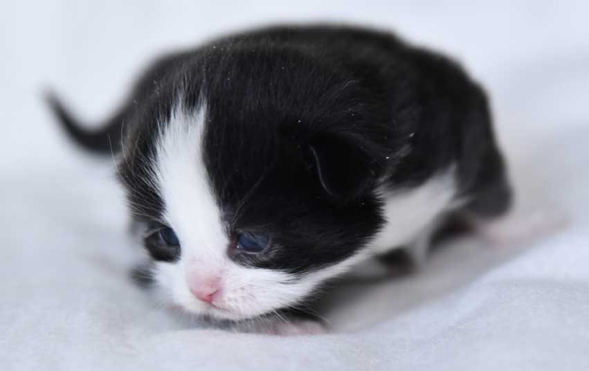 Sibirisk kattunge Lewis