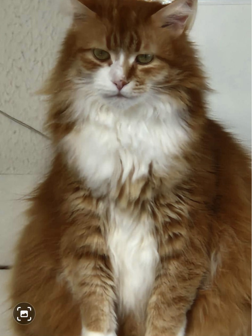Sibirisk katt Neptune