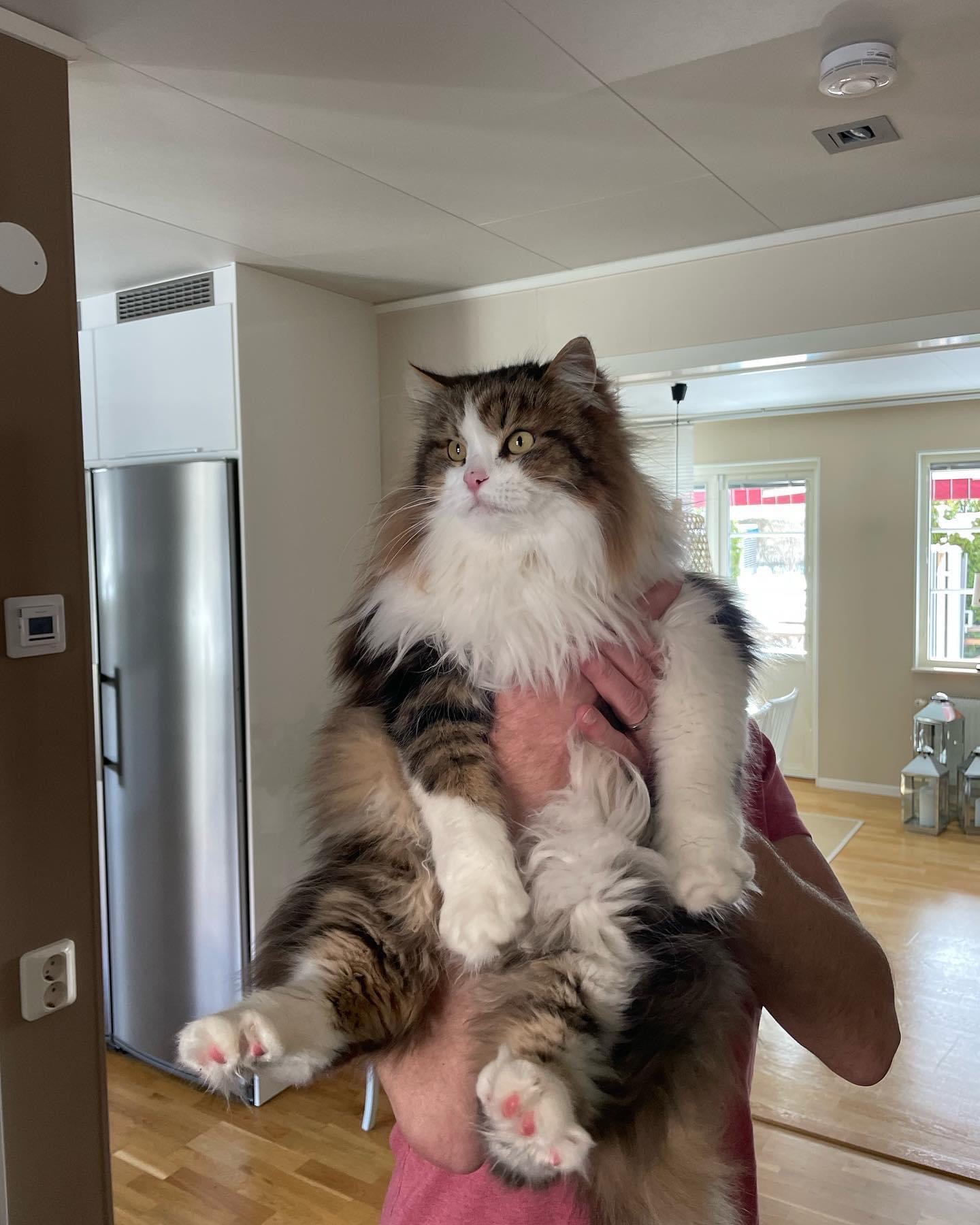 Sibirisk katt Elliot