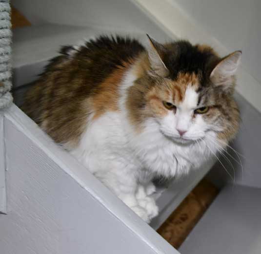 Sibirisk katt Colbie