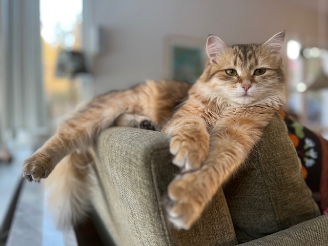 Sibirisk katt Indi