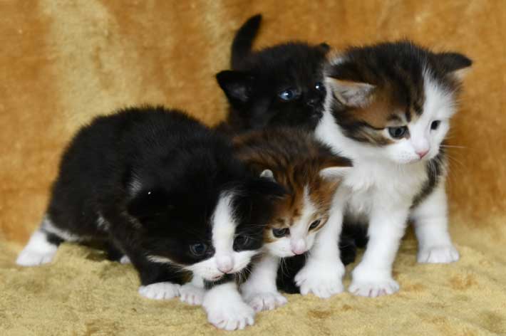Sibirisk kattungar Starskys L3-kull