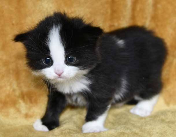 Sibirisk kattunge Lewis