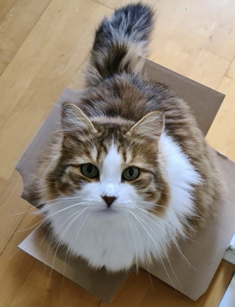 Sibirisk katt Valina