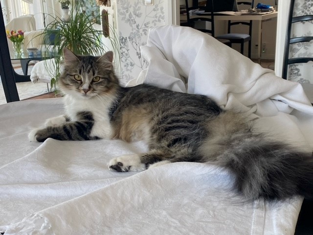 Sibirisk katt Jed