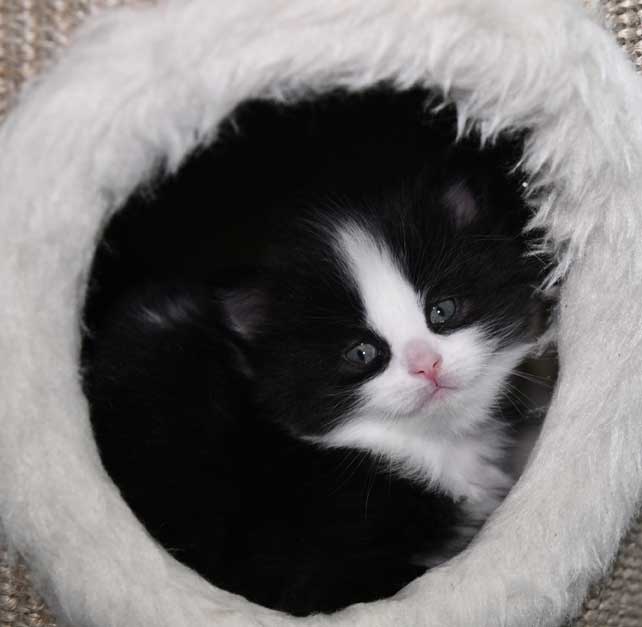 Sibirisk kattunge Lewis