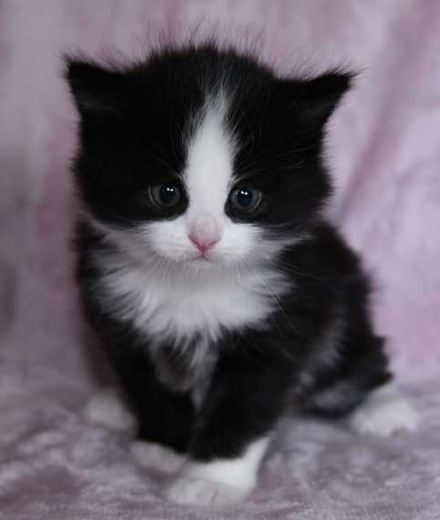 Sibirisk kattunge Lewis
