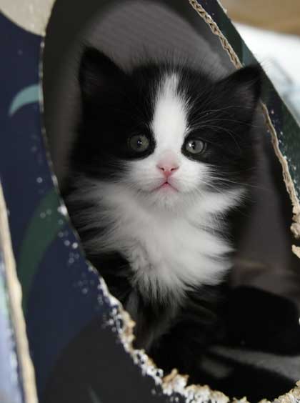 Sibirisk kattunge Lewis