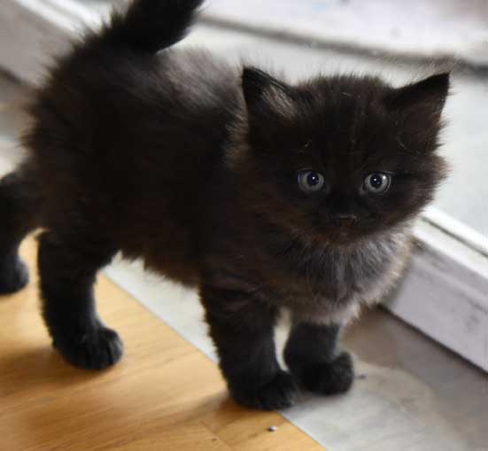 Sibirisk kattinge Lowell