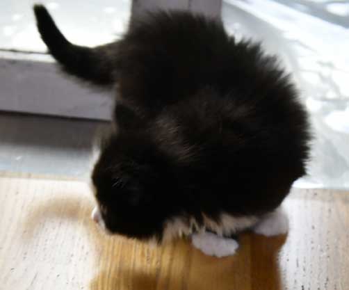 Sibirisk kattunge Lewis