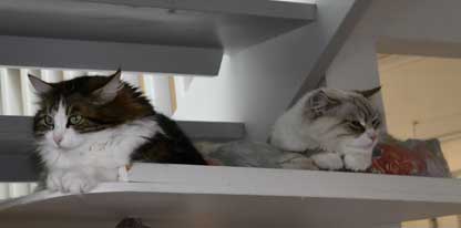 Sibiriska katter Vickie o Whiffi