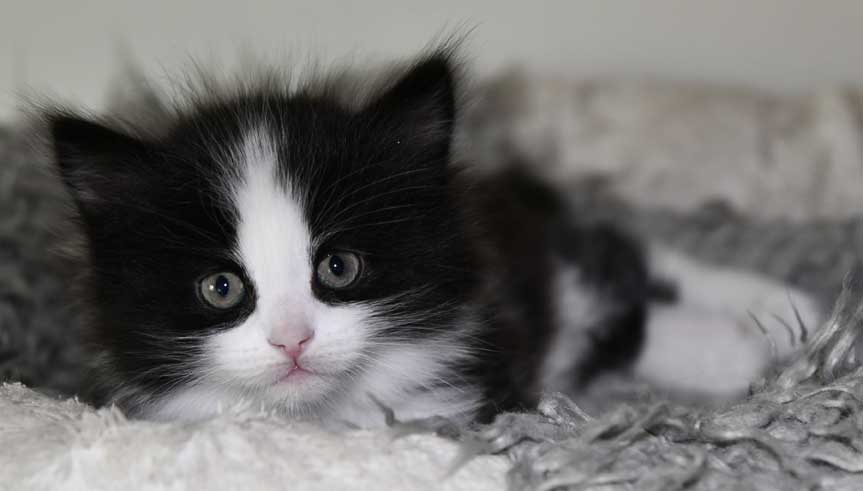 Sibirisk kattunge Lewis