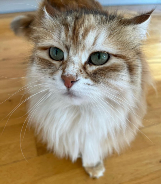 Sibirisk katt Quene