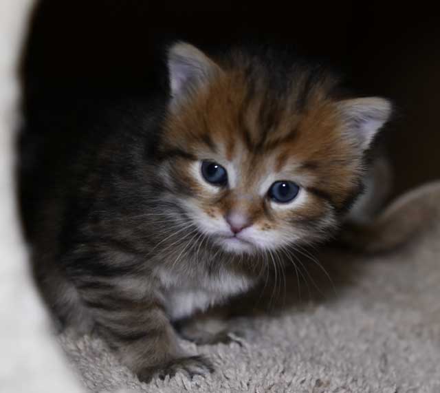 Sibirisk kattunge Mimas