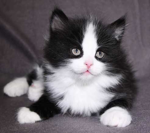 Sibirisk kattunge Lewis