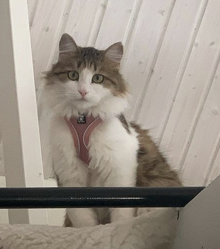 Sibirisk katt Gloria