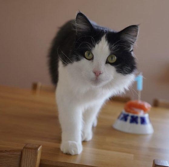 Sibirisk katt Gliese