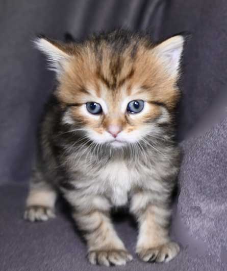 Sibirisk kattunge Mimas