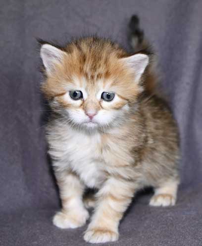 Sibirisk kattunge Mneme