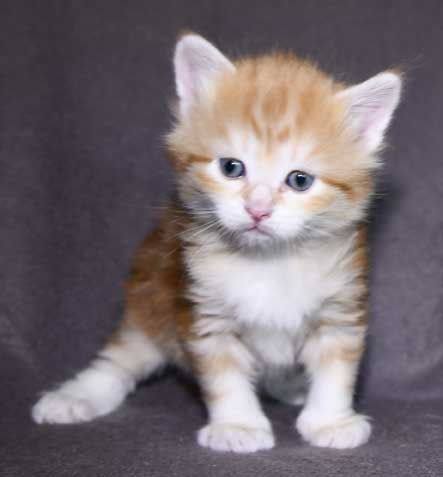 Sibirisk kattunge Metis