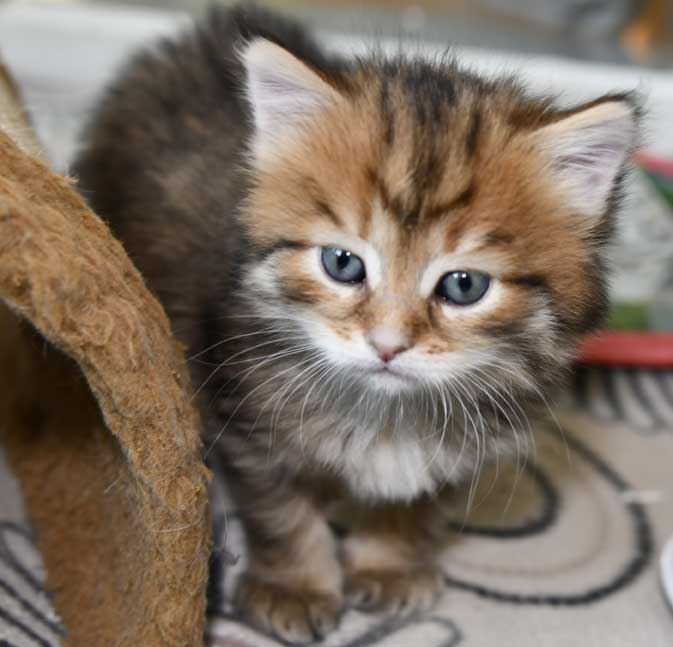 Sibirisk kattunge Mimas