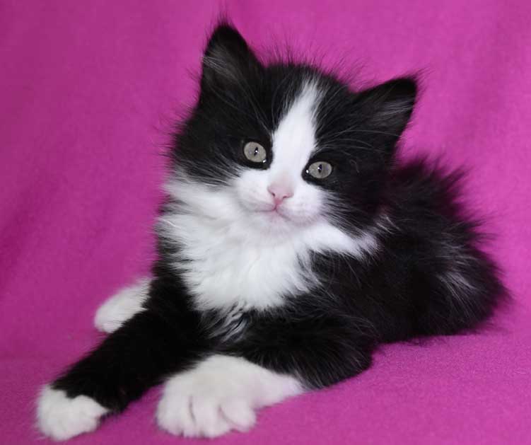 Sibirisk kattunge Lewis