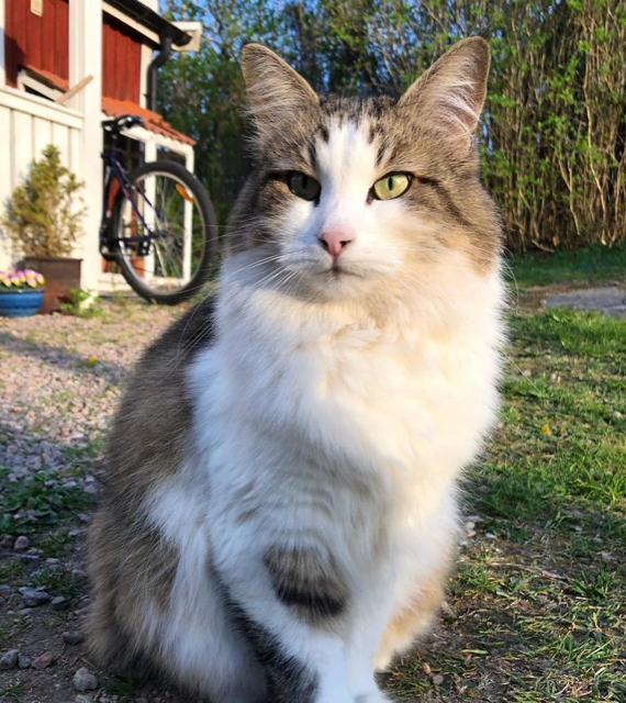 Sibirisk katt Hubble