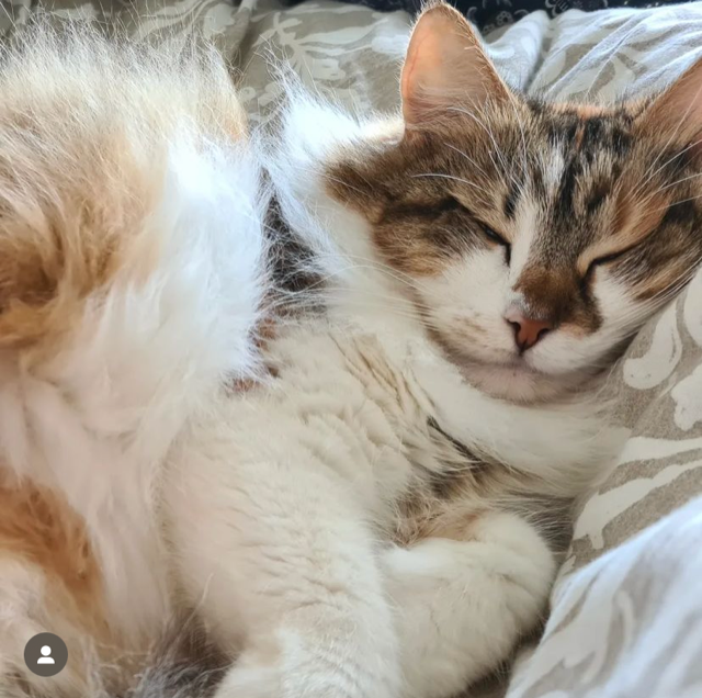 Sibirisk katt Himalia