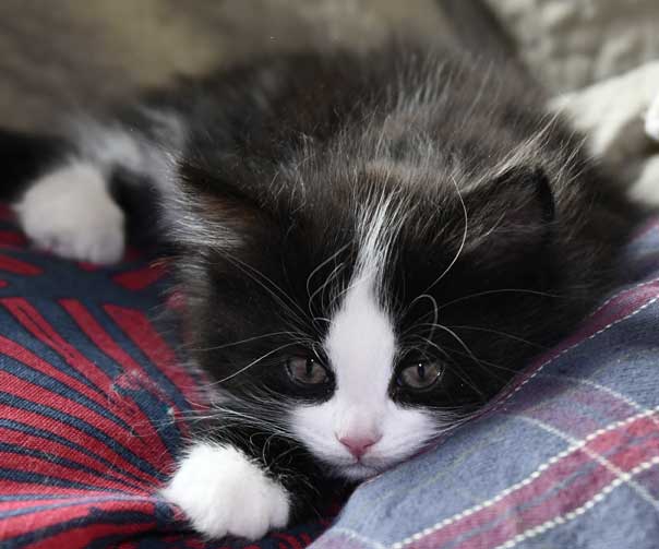 Sibirisk kattunge Lewis