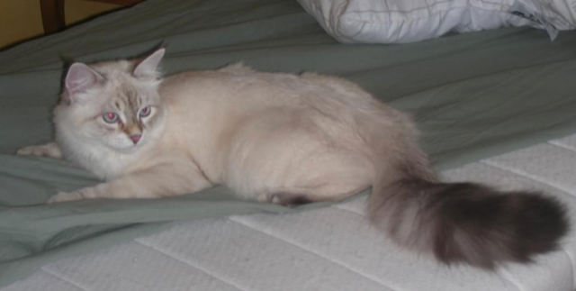 Neva Masquerade kattunge Kepler