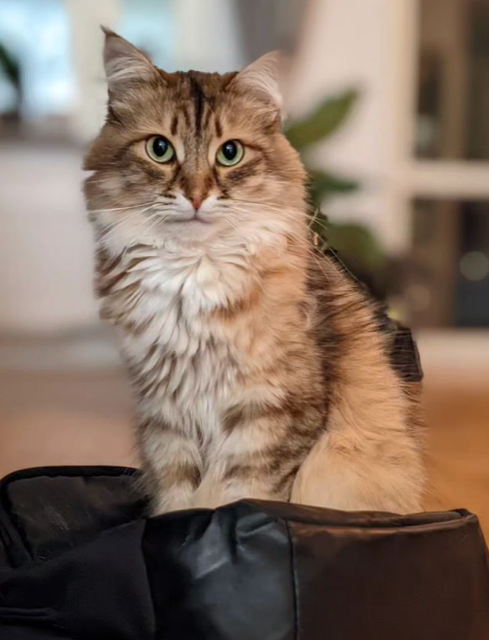 Sibirisk katt Rocco