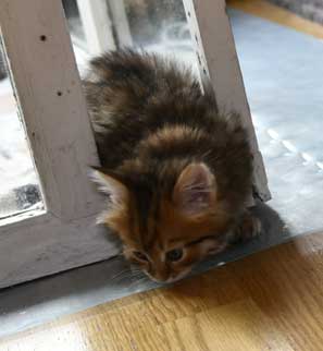 Sibirisk kattunge Mimas