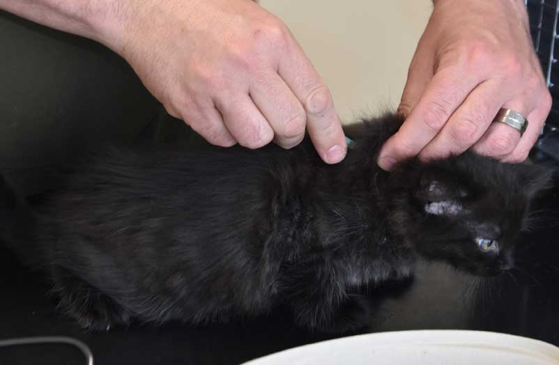 Sibirisk kattunge Lowell